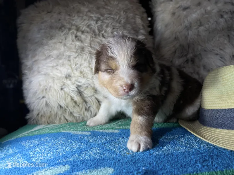 Red Merle male 2. AKC – Australian Shepherd puppy for sale in Kenner, LA