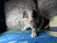 Red Merle male 2. AKC, a male Australian Shepherd for sale in Kenner, LA – Photo 1 of 10