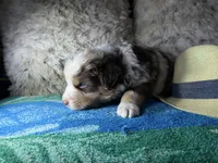 Red Merle male 2. AKC, a male Australian Shepherd for sale in Kenner, LA – Photo 2 of 10