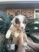 Red Merle male 2. AKC, a male Australian Shepherd for sale in Kenner, LA – 2 of 7