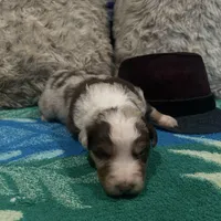 Red Merle male 2. AKC, a male Australian Shepherd for sale in Kenner, LA – Photo 10 of 10