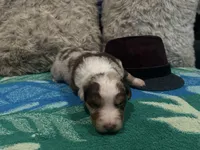 Red Merle male 2. AKC, a male Australian Shepherd for sale in Kenner, LA – Photo 6 of 6