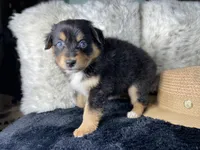 AKC. Black Tricolor Female 3.  L/S, a female Australian Shepherd for sale in Kenner, LA – 2 of 3