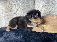 AKC. Black Tricolor Female 3.  L/S, a female Australian Shepherd for sale in Kenner, LA – 3 of 3