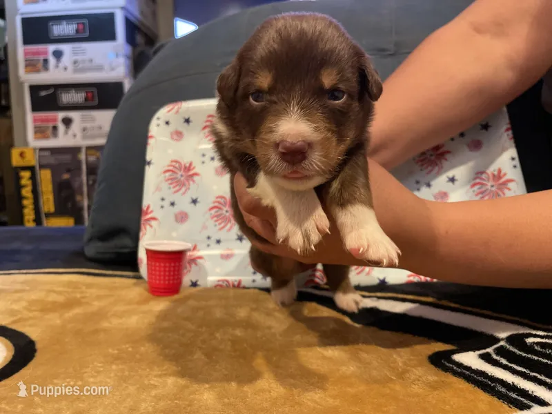 Red tricolor female 3