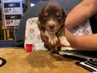 Red tricolor female 3, a female Australian Shepherd for sale in Kenner, LA – Photo 1 of 3