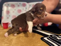 Red tricolor female 3, a female Australian Shepherd for sale in Kenner, LA – Photo 3 of 3