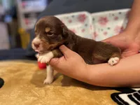 Red tricolor female 3, a female Australian Shepherd for sale in Kenner, LA – Photo 2 of 3
