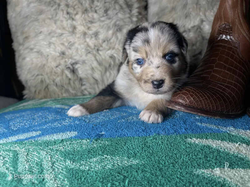Blue Merle male1 – Australian Shepherd puppy for sale in Kenner, LA