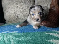 Blue Merle male1, a male Australian Shepherd for sale in Kenner, LA – Photo 1 of 8