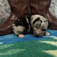 Blue Merle male1, a male Australian Shepherd for sale in Kenner, LA – Photo 5 of 8