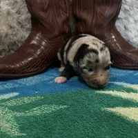 Blue Merle male1, a male Australian Shepherd for sale in Kenner, LA – Photo 6 of 8