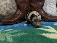 Blue Merle male1, a male Australian Shepherd for sale in Kenner, LA – Photo 2 of 4