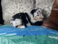 Blue Merle male1, a male Australian Shepherd for sale in Kenner, LA – Photo 2 of 8