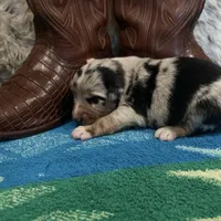 Blue Merle male1, a male Australian Shepherd for sale in Kenner, LA – Photo 7 of 8