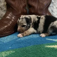 Blue Merle male1, a male Australian Shepherd for sale in Kenner, LA – Photo 8 of 8