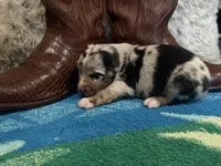 Blue Merle male1, a male Australian Shepherd for sale in Kenner, LA – Photo 4 of 4