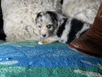 Blue Merle male1, a male Australian Shepherd for sale in Kenner, LA – Photo 3 of 8