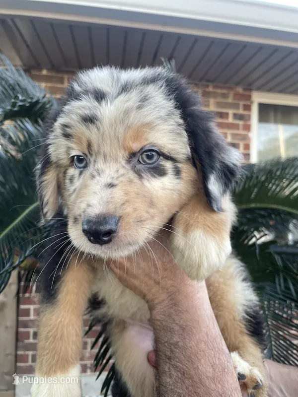 Blue Merle male1 – Australian Shepherd puppy for sale in Kenner, LA