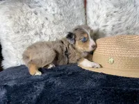AKC red Merle Female 1   L/S, a female Australian Shepherd for sale in Kenner, LA – 3 of 3