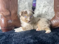AKC. Red Merle Male 2    O/S, a male Australian Shepherd for sale in Kenner, LA – 2 of 3