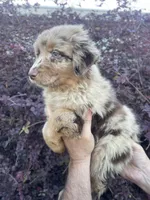 Red Merle female 1, a female Australian Shepherd for sale in Kenner, LA – Photo 2 of 3