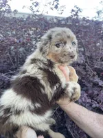 Red Merle female 1, a female Australian Shepherd for sale in Kenner, LA – Photo 3 of 3