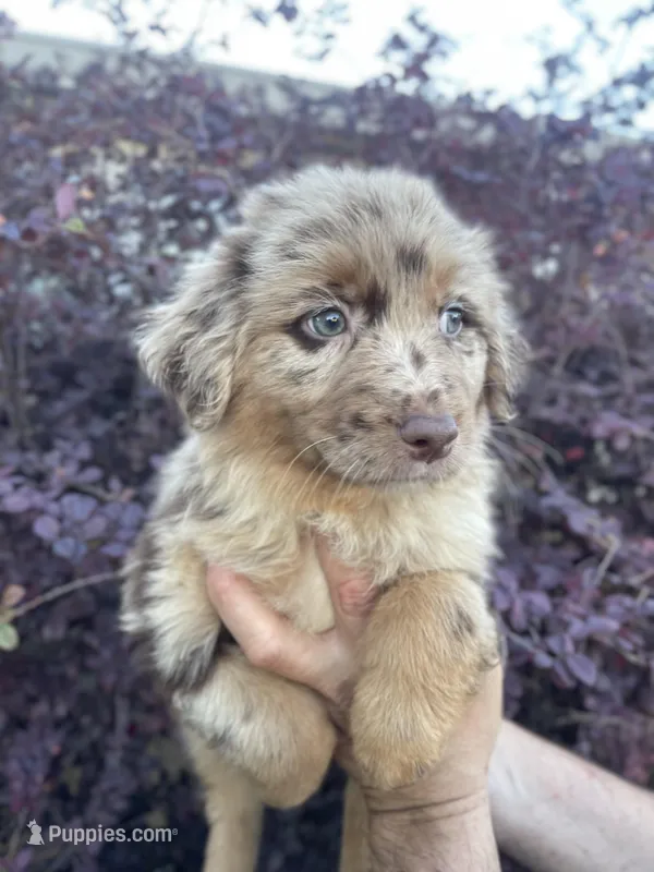 Red Merle female 1 – Australian Shepherd puppy for sale in Kenner, LA