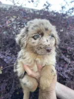 Red Merle female 1, a female Australian Shepherd for sale in Kenner, LA – Photo 1 of 3