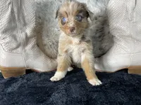 AKC  Red Merle Female     O/S, a female Australian Shepherd for sale in Kenner, LA – 3 of 3