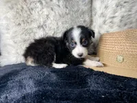 AKC. Black Tricolor Female. 2    L/S, a female Australian Shepherd for sale in Kenner, LA – 3 of 3