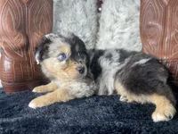 AKC , Blue Merle male 1.  O/S, a male Australian Shepherd for sale in Kenner, LA – 3 of 3