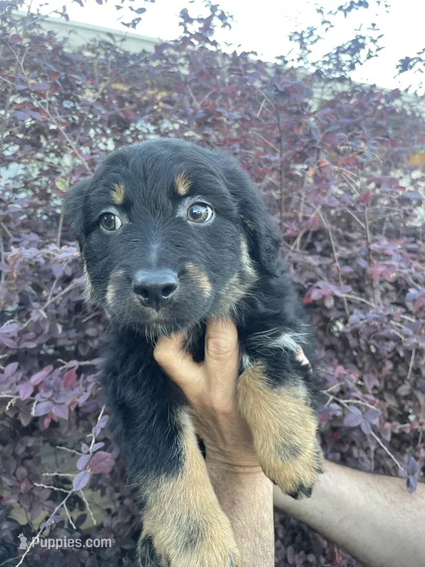 Black tricolor female  – Australian Shepherd puppy for sale in Kenner, LA