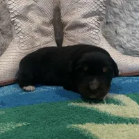 Black tricolor female , a female Australian Shepherd for sale in Kenner, LA – Photo 4 of 4