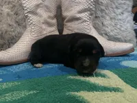 Black tricolor female , a female Australian Shepherd for sale in Kenner, LA – Photo 4 of 4