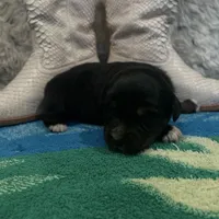 Black tricolor female , a female Australian Shepherd for sale in Kenner, LA – Photo 2 of 4