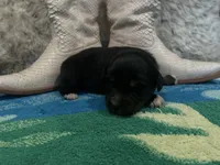 Black tricolor female , a female Australian Shepherd for sale in Kenner, LA – Photo 2 of 4