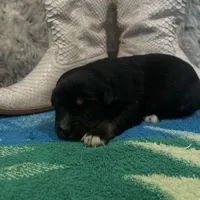 Black tricolor female , a female Australian Shepherd for sale in Kenner, LA – Photo 3 of 4