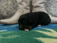 Black tricolor female , a female Australian Shepherd for sale in Kenner, LA – Photo 3 of 4