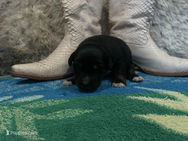Black tricolor female 