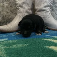 Black tricolor female , a female Australian Shepherd for sale in Kenner, LA – Photo 1 of 4