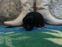 Black tricolor female , a female Australian Shepherd for sale in Kenner, LA – Photo 1 of 4