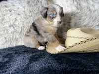 AKC. Blue Merle Male 1.  L/S, a female Australian Shepherd for sale in Kenner, LA – 2 of 3