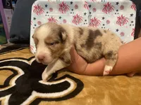 Red Merle female 3, a female Australian Shepherd for sale in Kenner, LA – Photo 3 of 3
