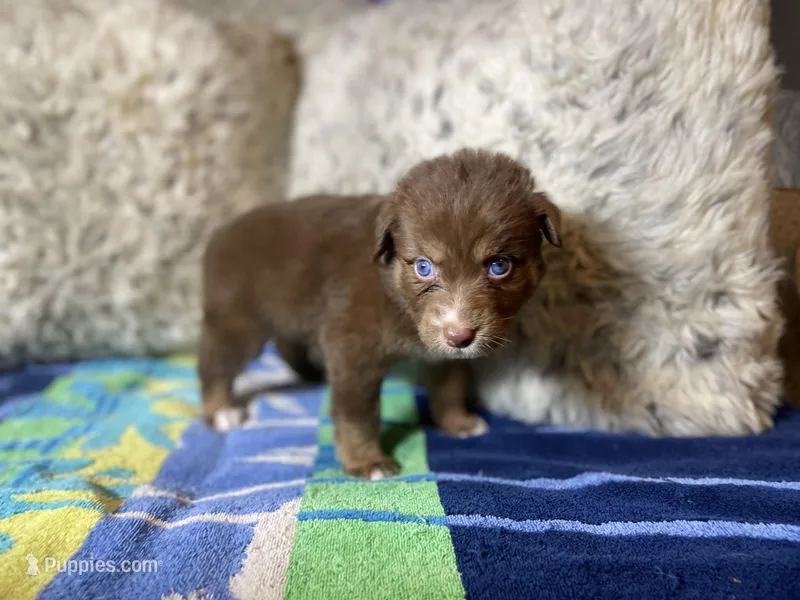 Red tricolor female rs