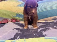 Red tricolor female rs, a female Australian Shepherd for sale in Kenner, LA – Photo 6 of 6