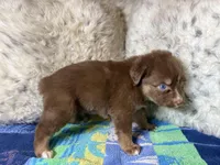 Red tricolor female rs, a female Australian Shepherd for sale in Kenner, LA – Photo 2 of 6