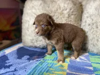 Red tricolor female rs, a female Australian Shepherd for sale in Kenner, LA – Photo 3 of 6