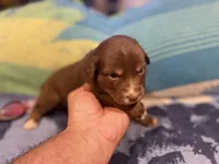 Red tricolor female rs, a female Australian Shepherd for sale in Kenner, LA – Photo 4 of 6