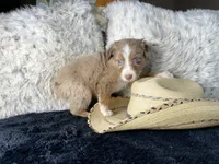 AKC  Red Merle Male  1  L/S, a male Australian Shepherd for sale in Kenner, LA – 3 of 3